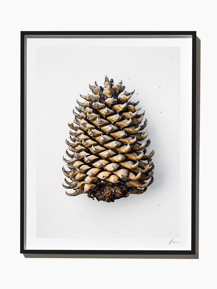 Idyllwild Pine