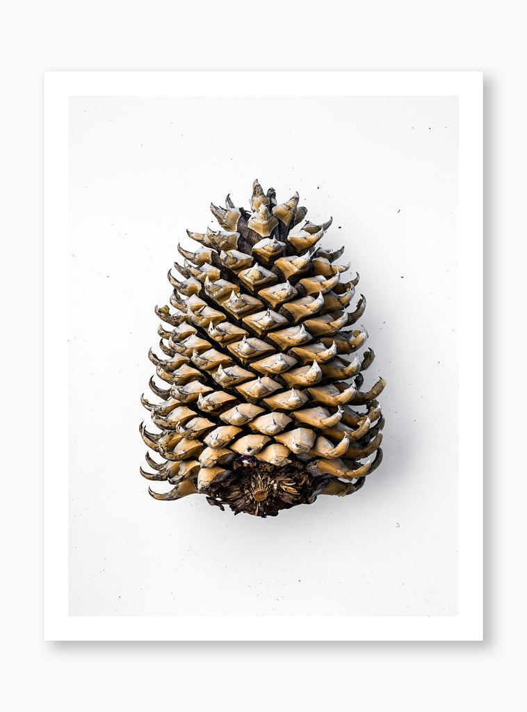 Idyllwild Pine