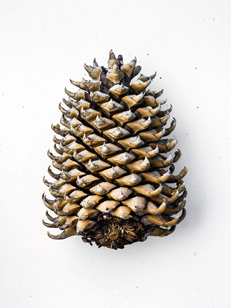 Idyllwild Pine